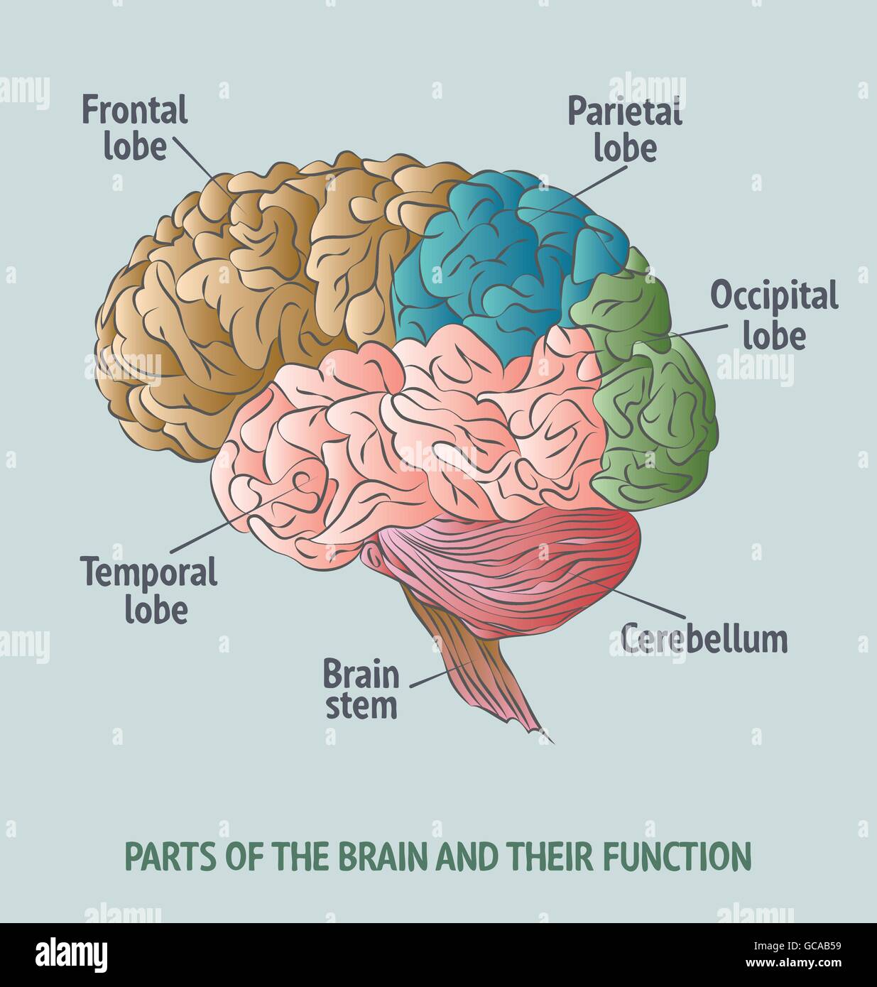 Structure du cerveau humain. Illustration de Vecteur