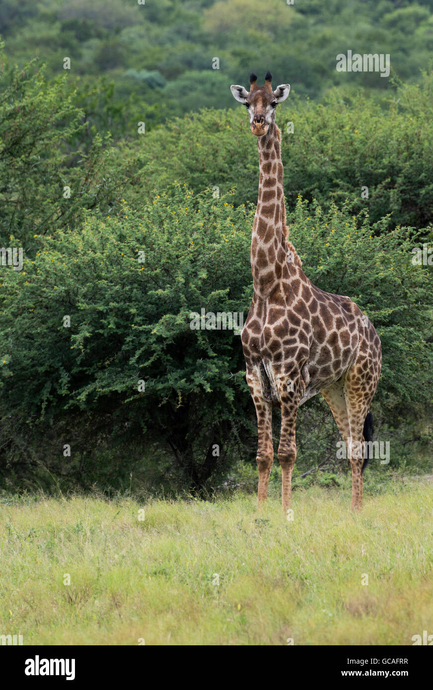 Girafe au cours de safari dans le parc national Kruger en Afrique du Sud Banque D'Images