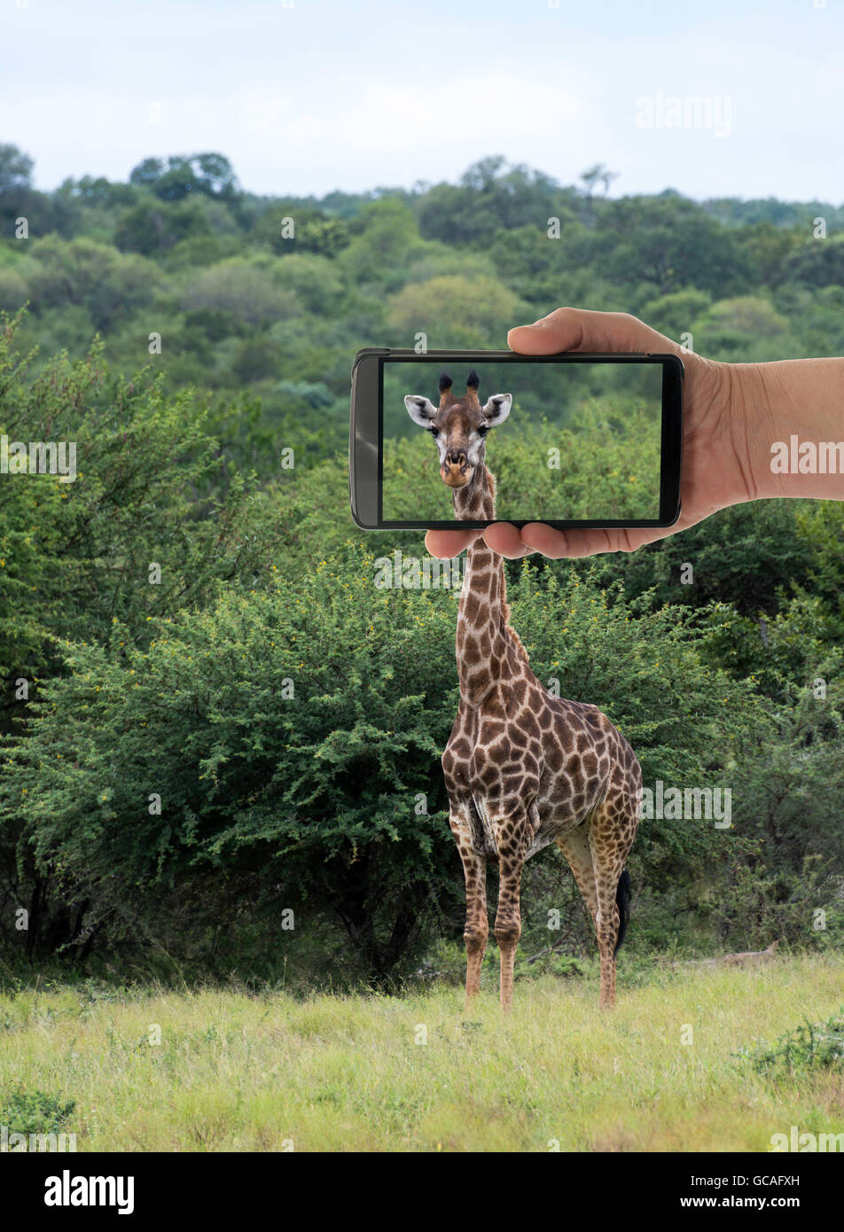 Décisions touristiques photo de girafe avec téléphone mobile ou smartphone dans le parc national Kruger en Afrique du Sud Banque D'Images