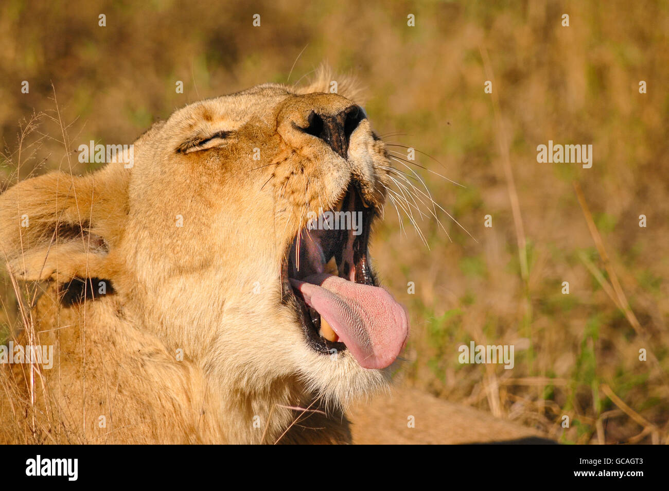 Lionne bâillements tôt le matin, Londolozi Private Game Reserve, Kruger National Park, Afrique du Sud. Banque D'Images