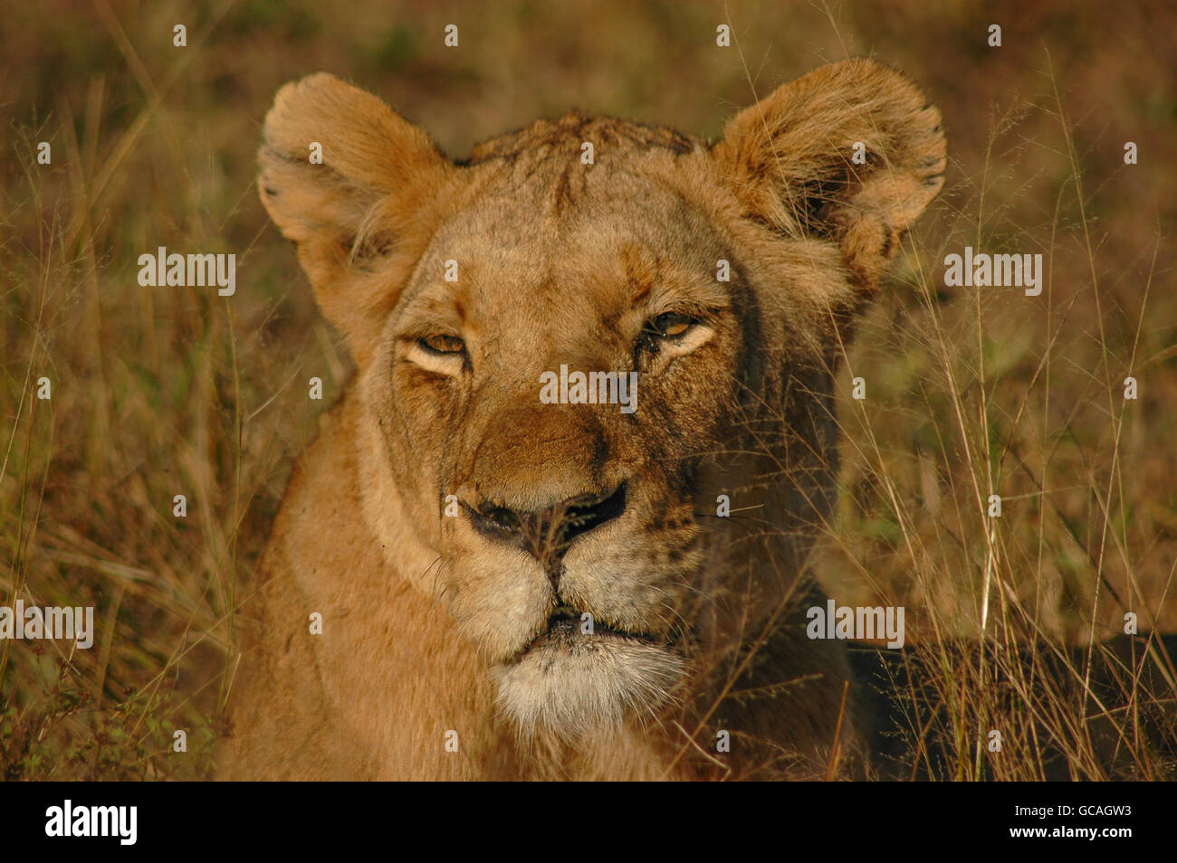 La lionne se réveille avec le soleil du matin dans le Londolozi Private Game Reserve, Kruger National Park, Afrique du Sud. Banque D'Images