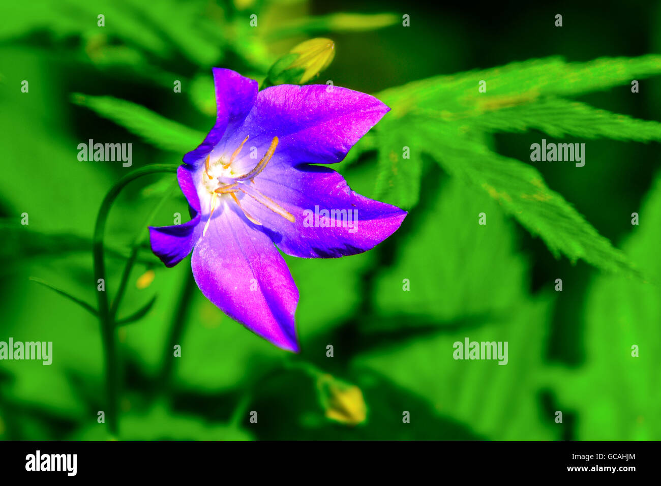 Champ de fleurs sauvages en été Campanula focus sélectif. Pré de fleurs sauvages. Fond de fleurs. Banque D'Images