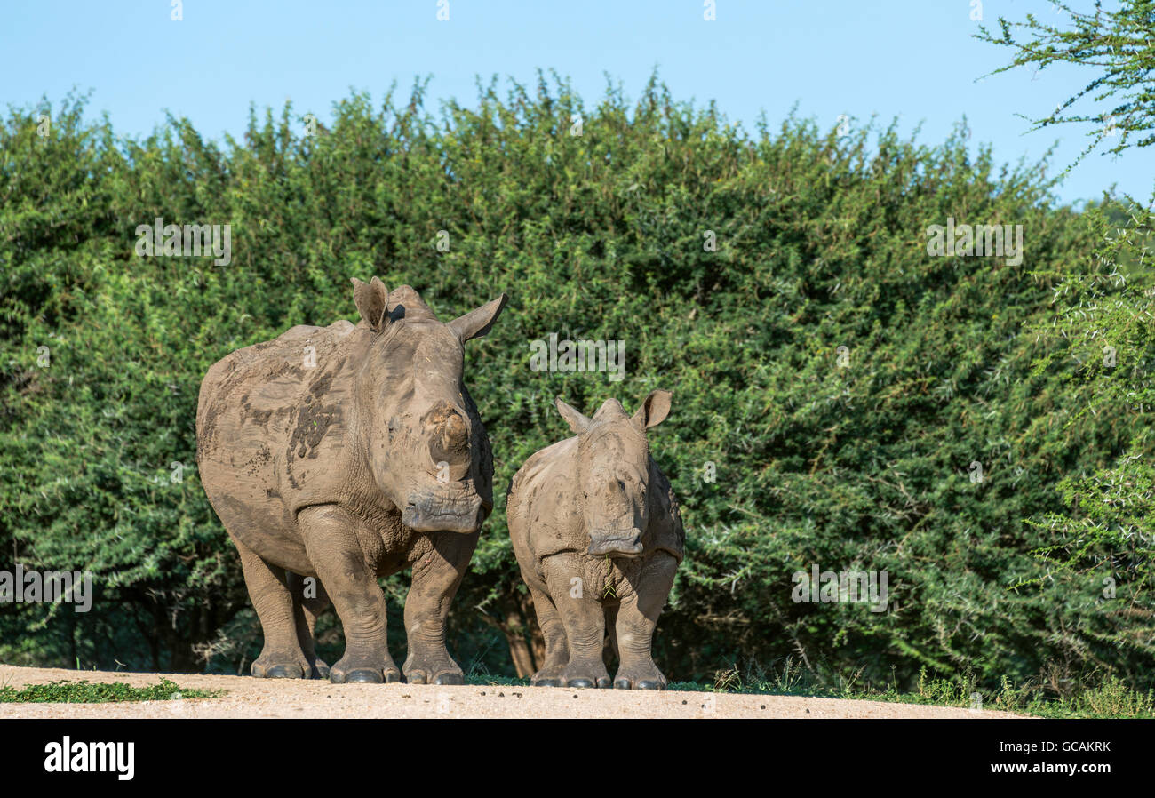 Les rhinocéros noirs avec jeune bébé dans le parc national Kruger en Afrique du Sud Banque D'Images
