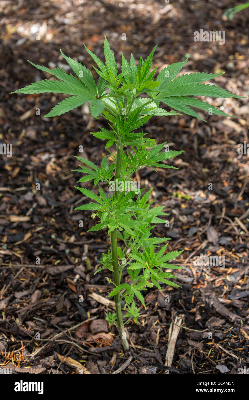 Plante de Cannabis - Le Cannabis a longtemps été utilisé pour des fibres de chanvre, huiles de chanvre, pour des fins médicinales et comme drogue récréative. Banque D'Images