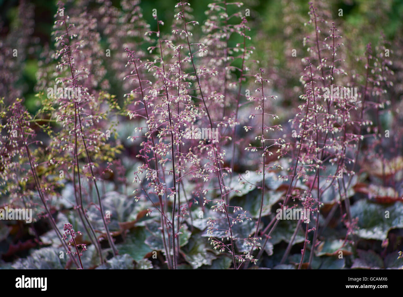 Suceur plat et alumroots en fleurs gazanias Heuchera micrantha Palace Gazania gros baiser bande blanche Banque D'Images