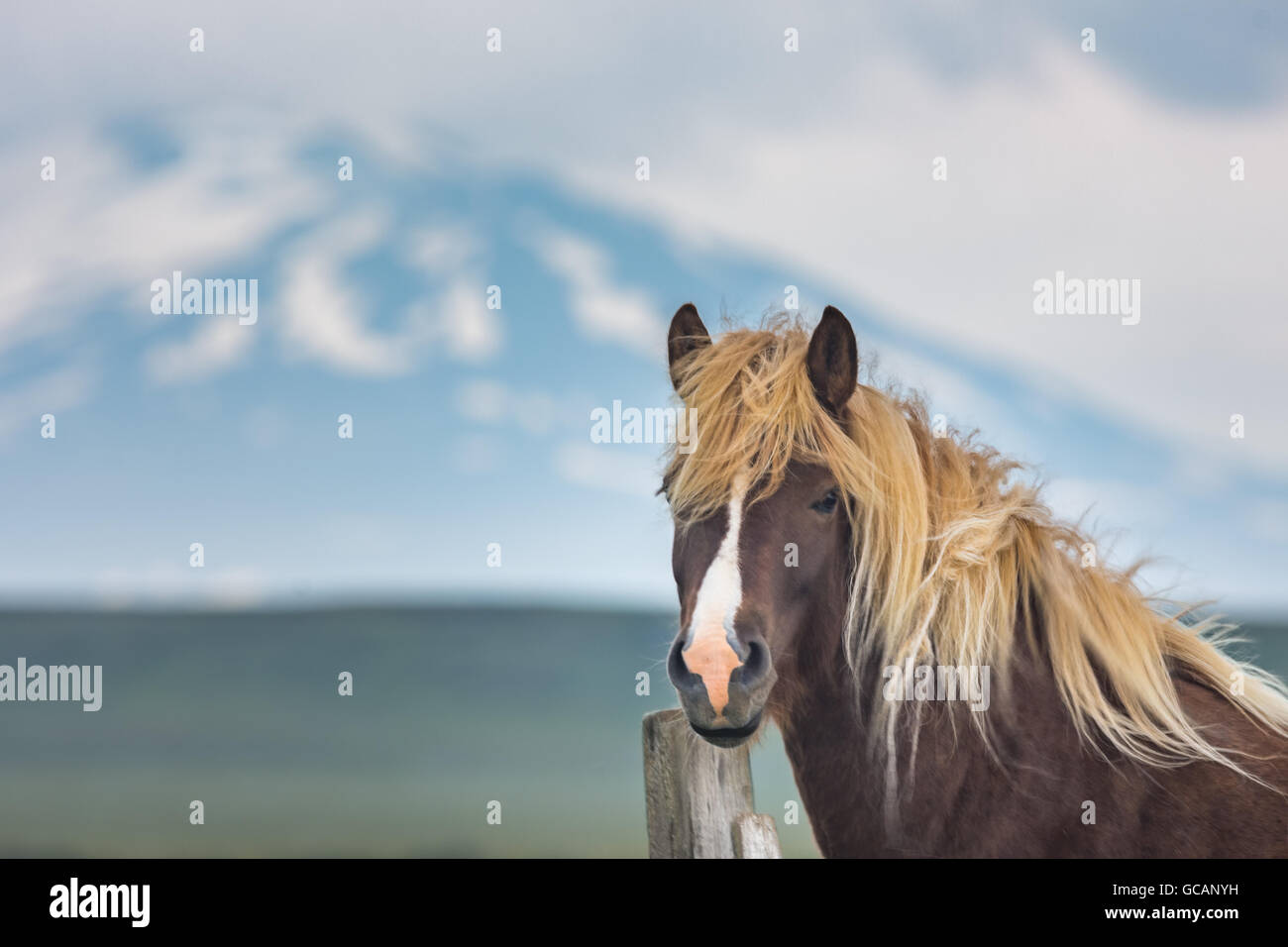Cheval islandais avec le volcan Hekla en arrière-plan, l'Islande Banque D'Images
