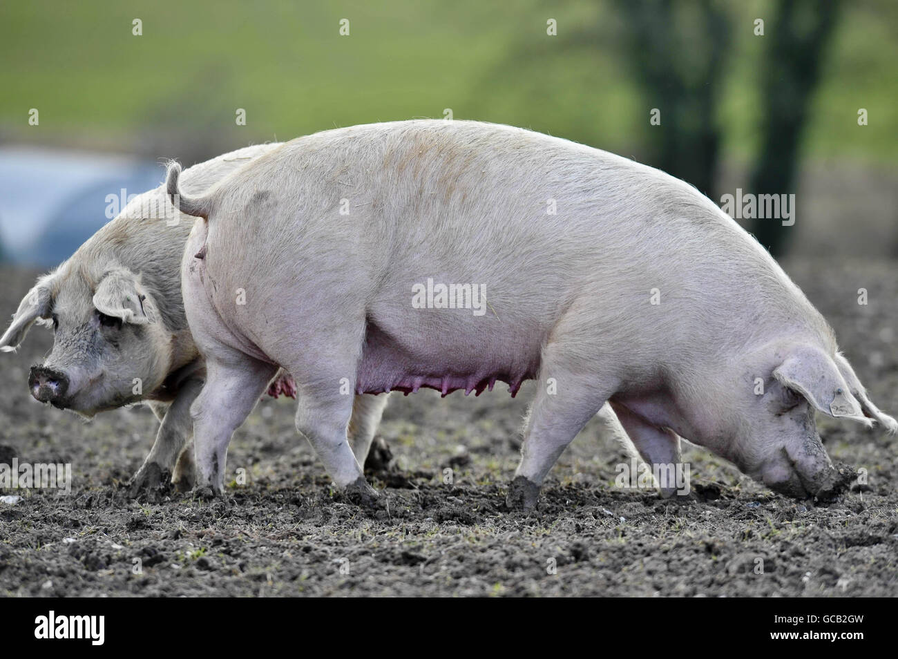 Deux porcs se nourrissent pour la nourriture dans une ferme près de Devozes, Wiltshire. Banque D'Images