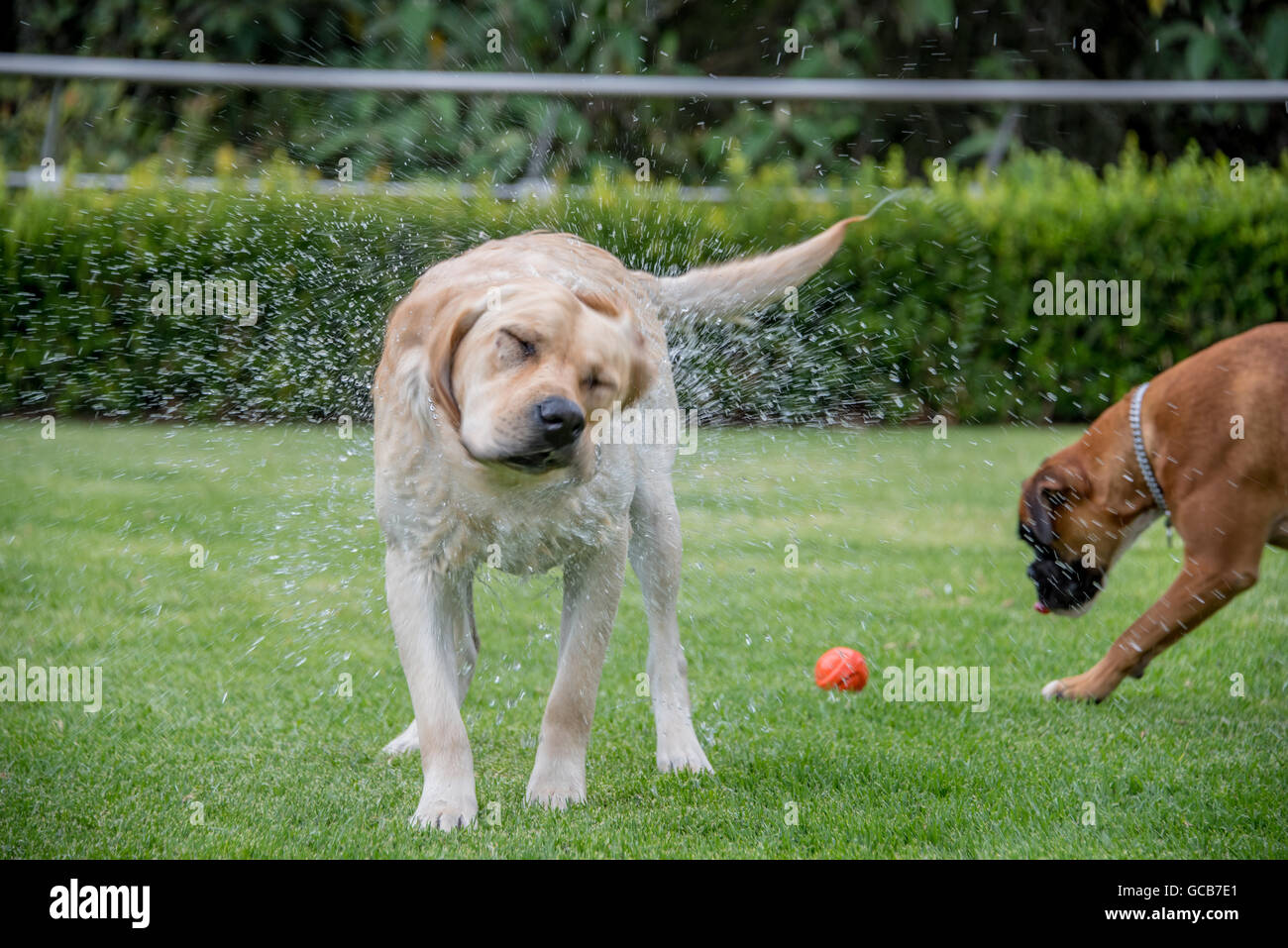 Tremper le Labrador retreiver sur herbe jouer fetch, secouant Banque D'Images