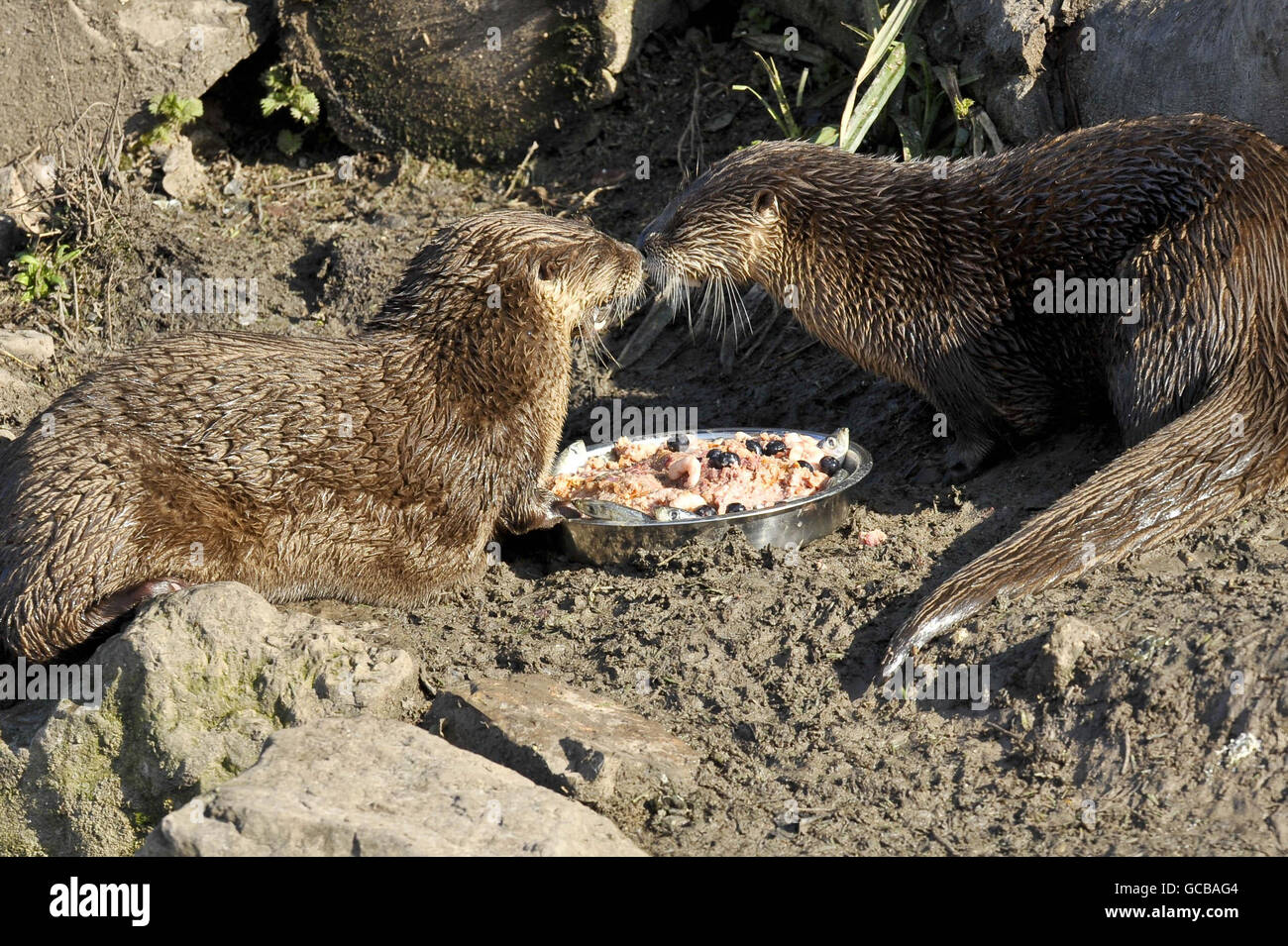 Les Loutres De La Riviere Nord Americaine Minnie A Gauche Et Haha Mangent Un Gateau D Anniversaire Specialement Prepare Contenant De La Viande De Poulet De La Carotte De La Pomme Des Rats Des