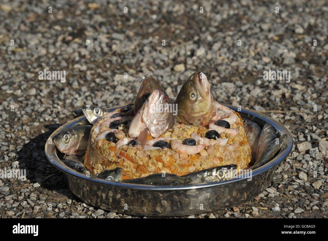 La Loutre D Amerique Du Nord D Oursons Premier Anniversaire Photo Stock Alamy