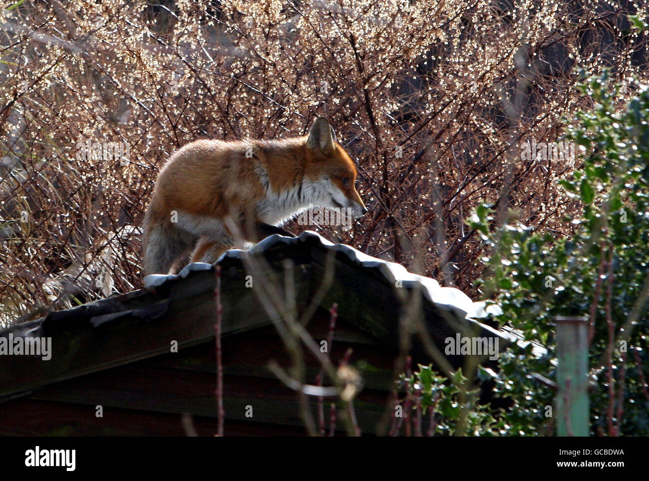 Renard dans le jardin.Un renard bénéficie du soleil d'hiver dans un jardin de Kingston upon Thames, Surrey. Banque D'Images