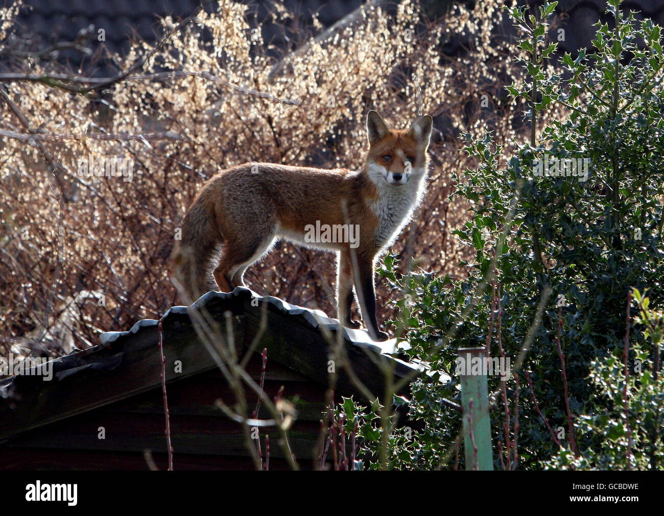 Un renard bénéficie du soleil d'hiver dans un jardin de Kingston upon Thames, Surrey. Banque D'Images