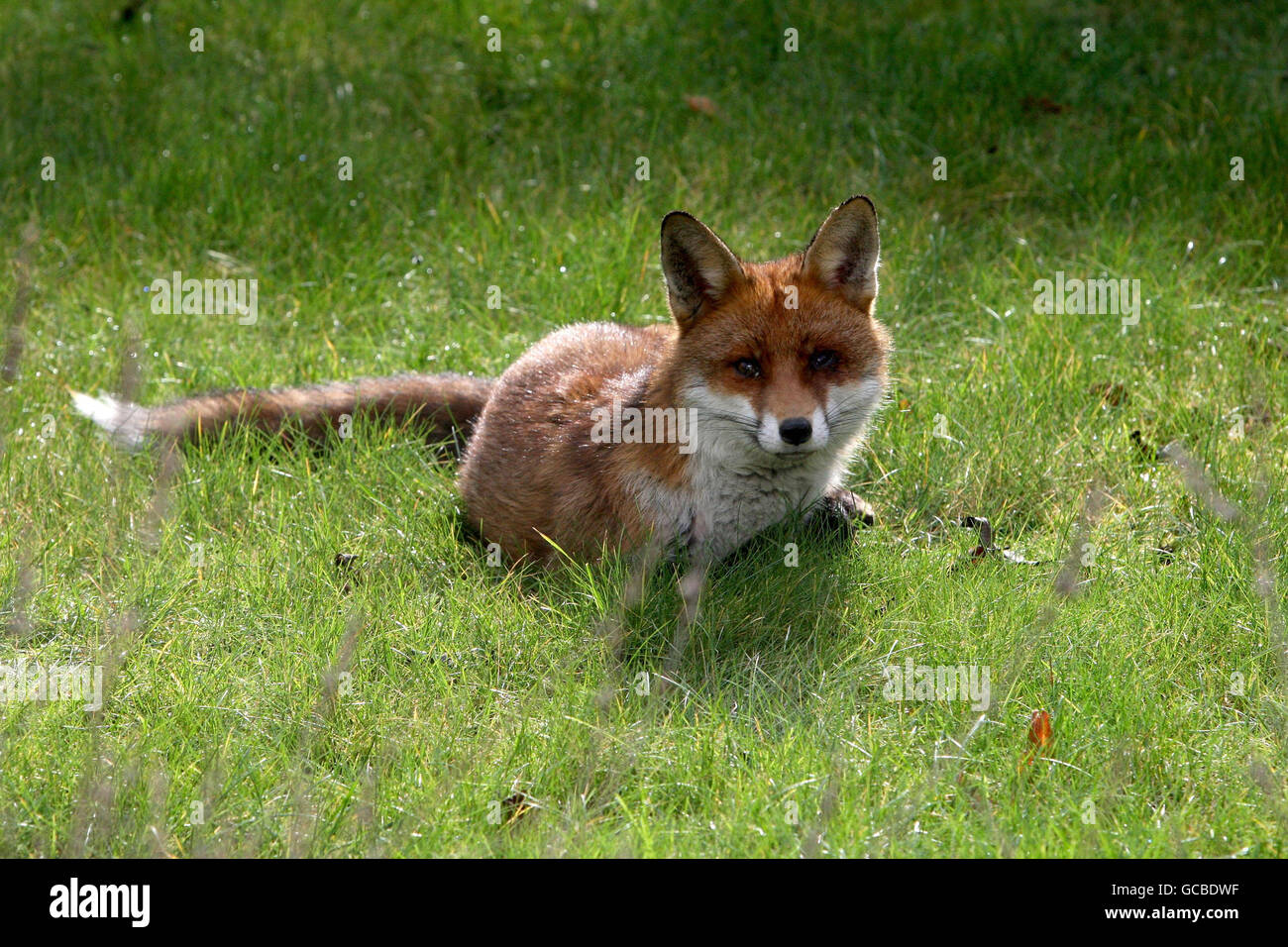 Renard dans le jardin.Un renard bénéficie du soleil d'hiver dans un jardin de Kingston upon Thames, Surrey. Banque D'Images