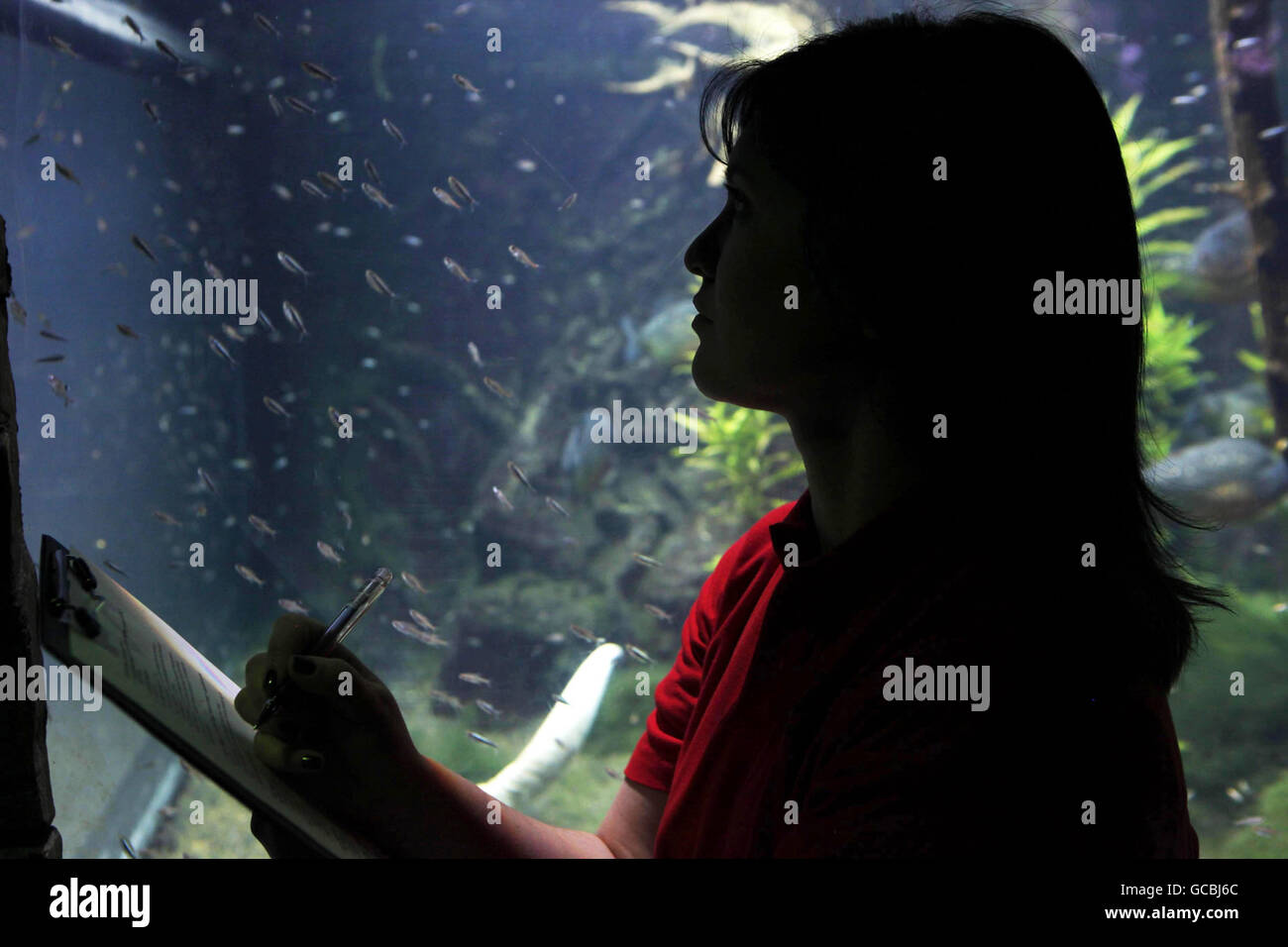 Rachel Wicks, aquariste, compte dans des centaines de poissons Neon Tetra minuscules lors d'une visite d'inventaire à l'Aquarium de Londres Sea Life, où 4,000 créatures aquatiques sont déplacées dans les nouvelles forêts tropicales de la région du monde. Banque D'Images