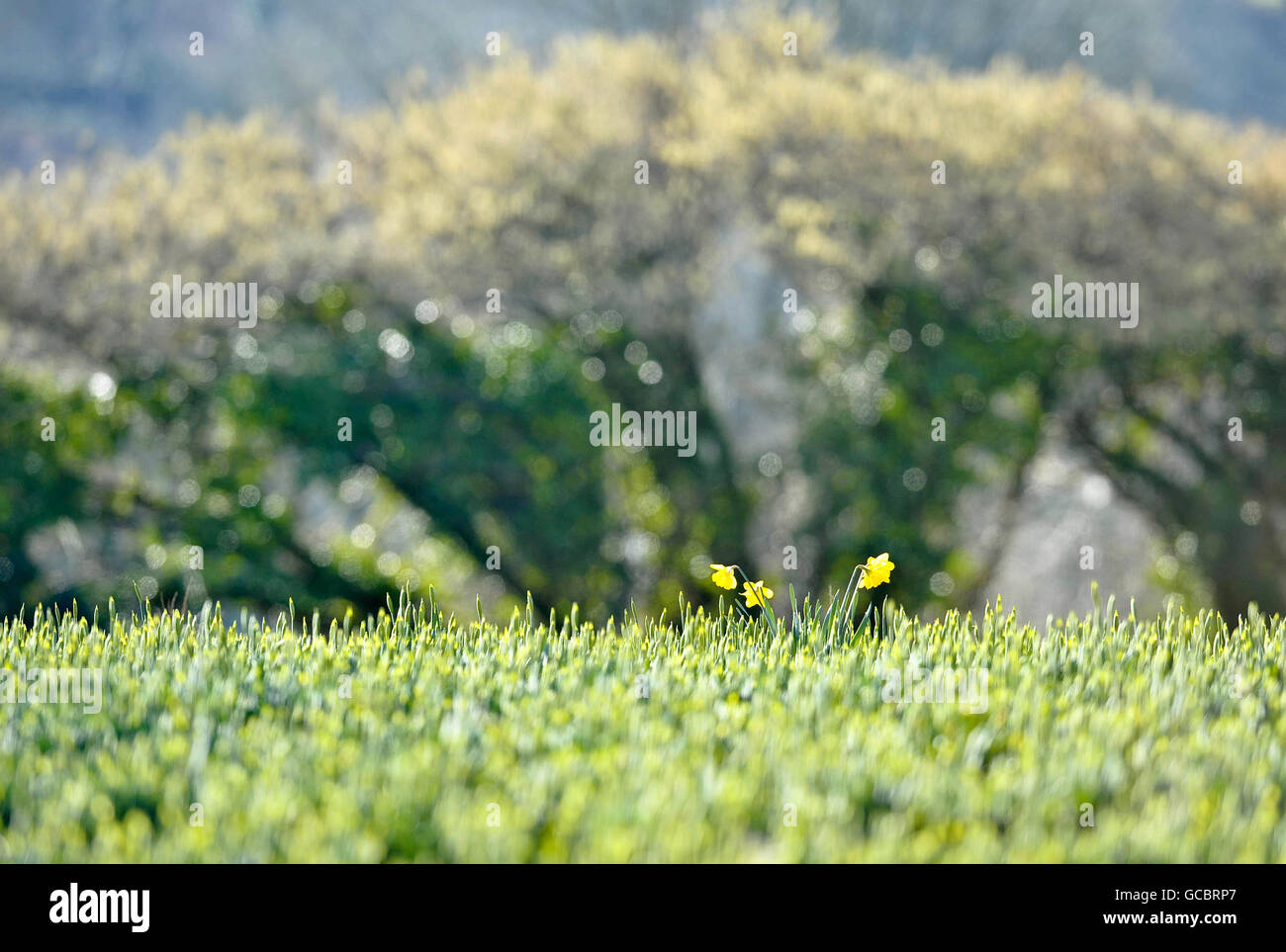 Les jonquilles en fleurs chez les jeunes pousses, dans un champ de Cornwall. Banque D'Images
