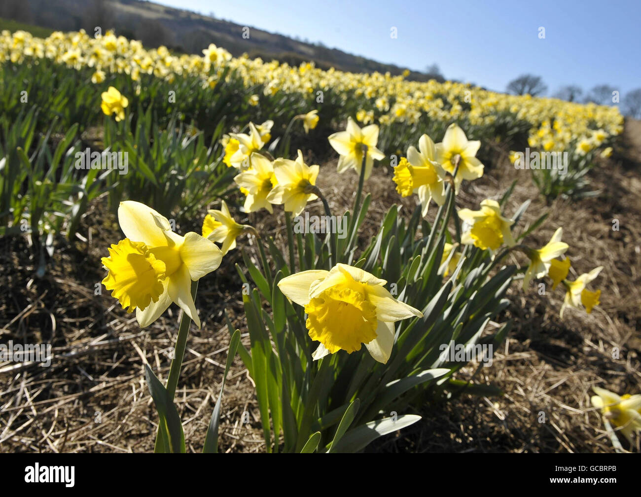 Les jonquilles poussent en rangées dans un champ de Cornwall. Banque D'Images
