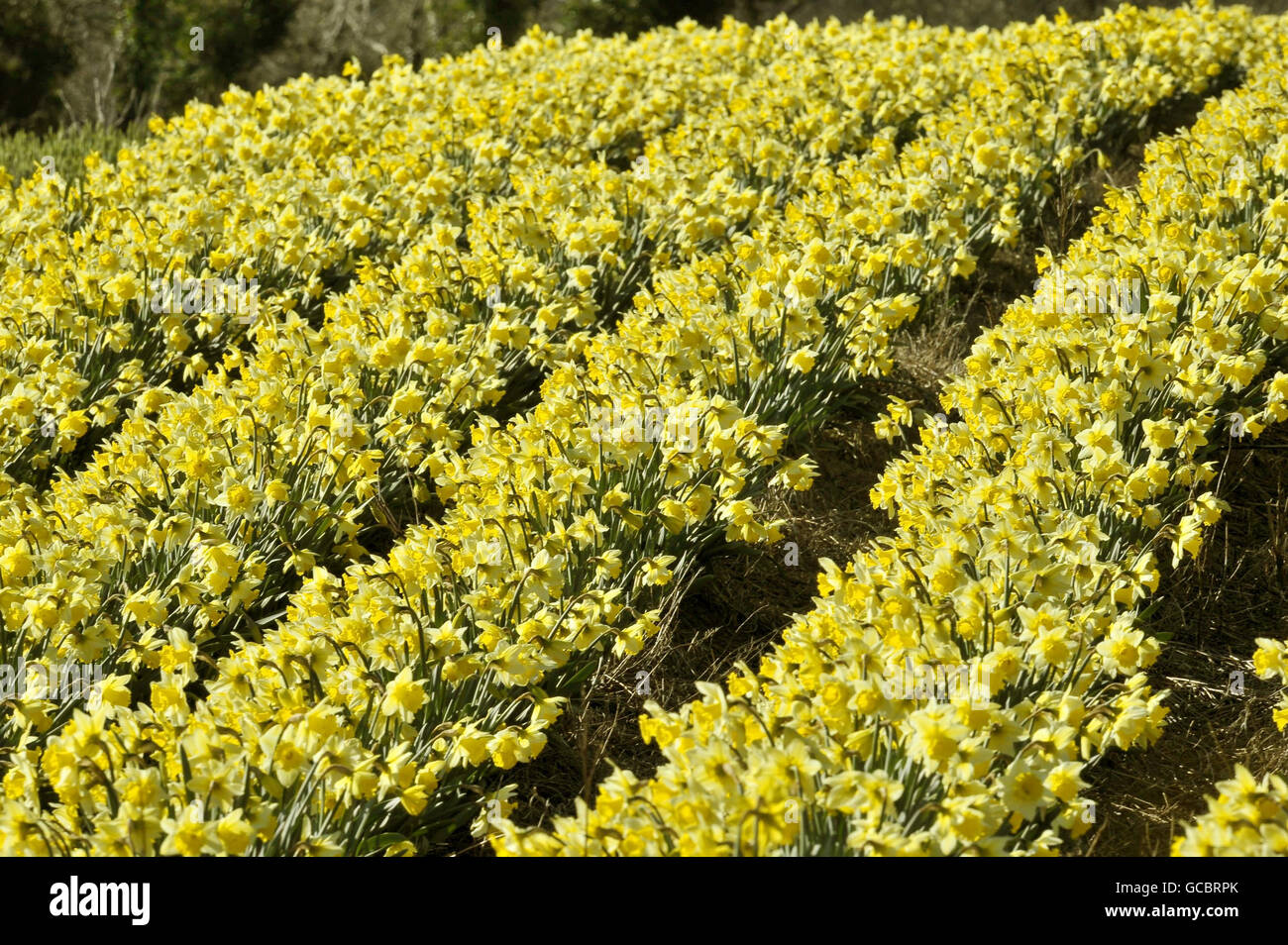 Les jonquilles poussent en rangées dans un champ de Cornwall. Banque D'Images