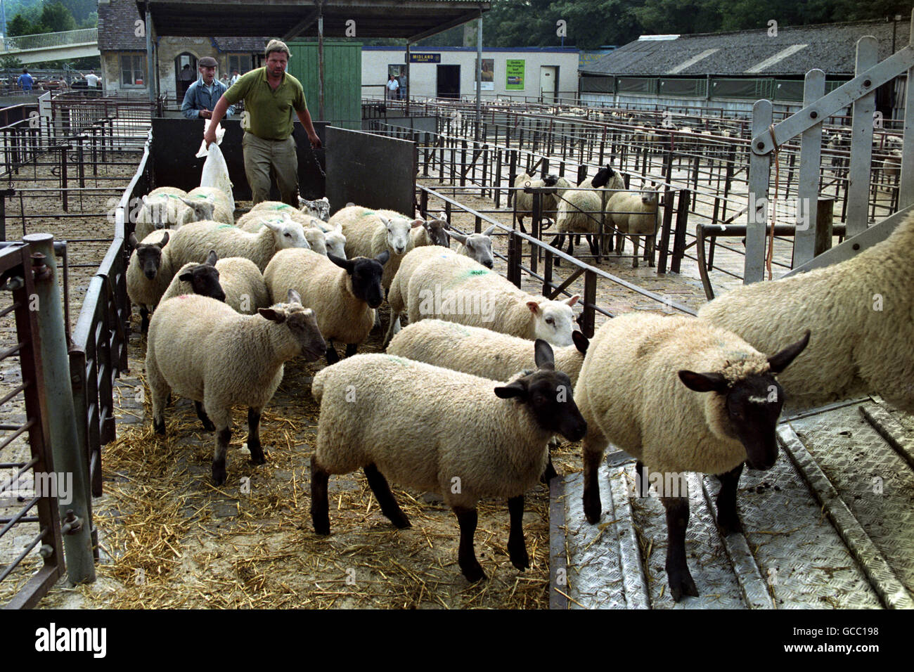 CERTAINS DES CINQ CENTS MOUTONS VENDUS SUR LE MARCHÉ DE CIRENCESTER, GLOUCESTERSHIRE, SONT CHARGÉS SUR UN CAMION À LA FIN DU COMMERCE DES MOUTONS. Banque D'Images