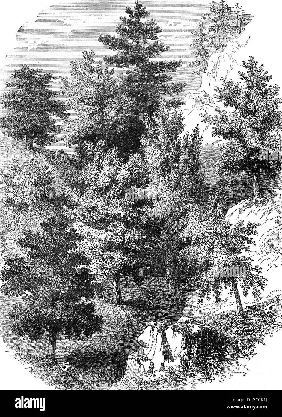 Une forêt typique de la scène ou la forêt en Amérique du Nord Banque D'Images