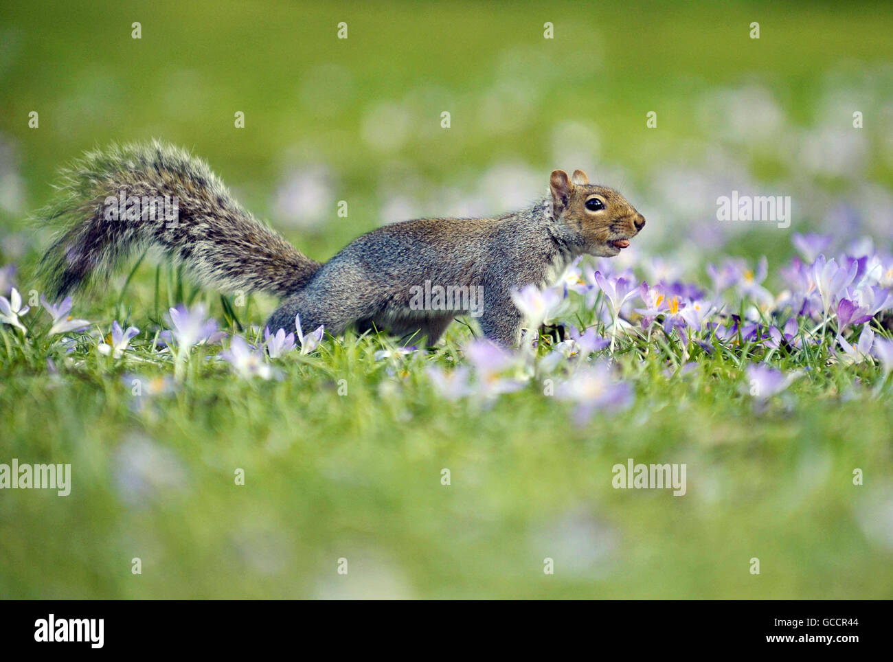 Un écureuil gris commun parmi les crocus en fleurs dans le temps ensoleillé de printemps à Bath. Banque D'Images