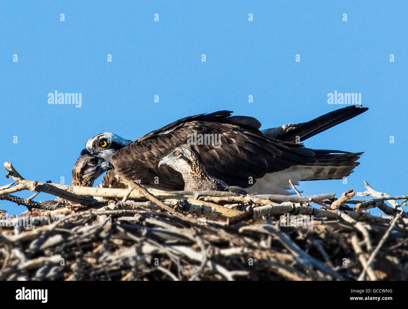 Osprey adultes & Young sur son nid, Pandion haliaetus, Sea Hawk, les poissons de la rivière Eagle, hawk, poisson faucon, raptor, Chaffee Comté (Colorado), Banque D'Images