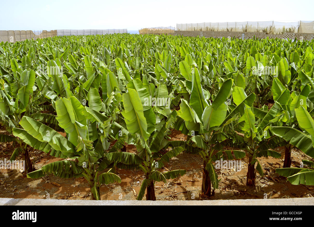 Plantation de banane en Tenerife Banque D'Images