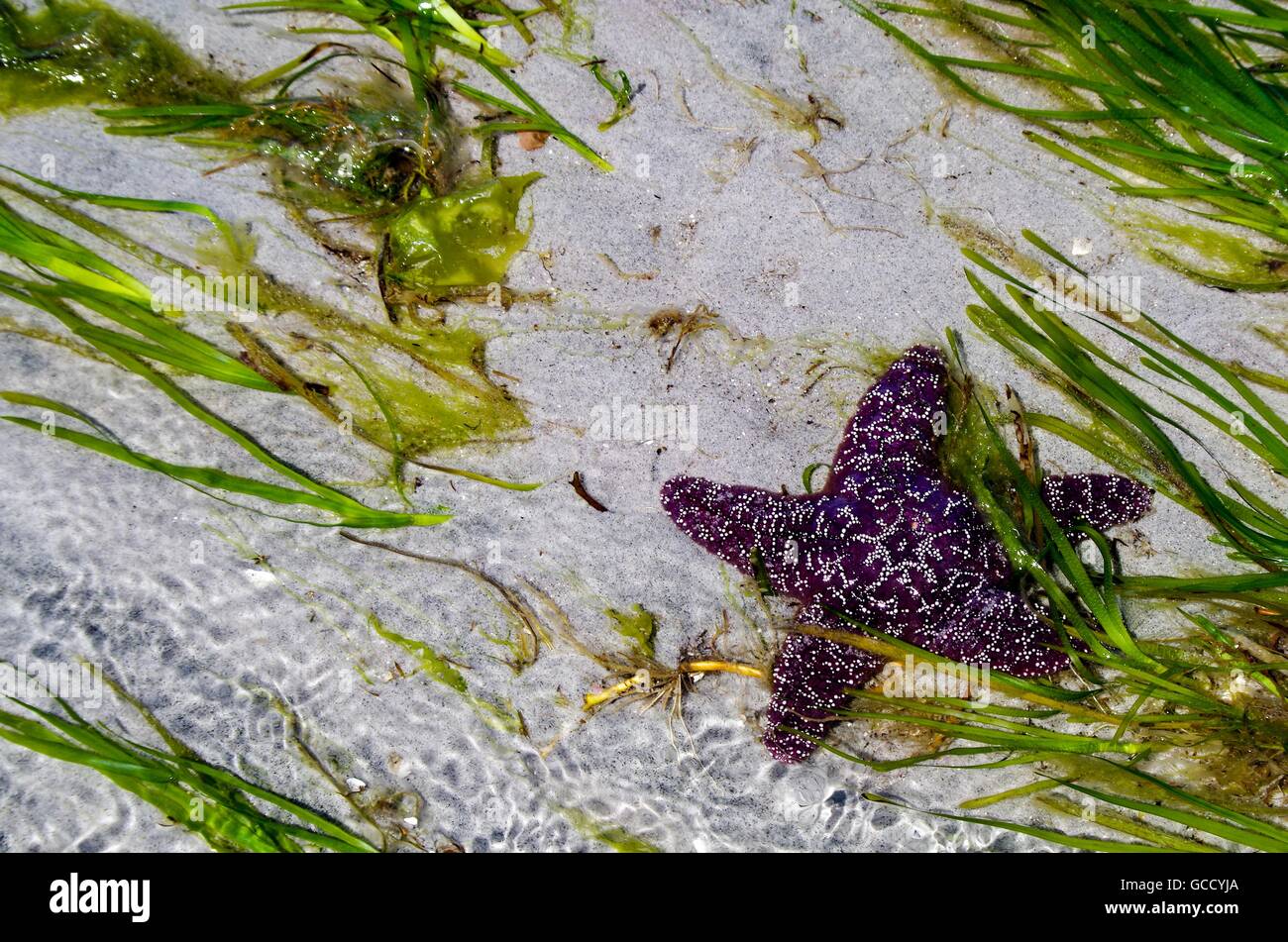 L'étoile de pourpre sur le sable parmi les algues zostères. Cortes Island, British Columbia, Canada Banque D'Images