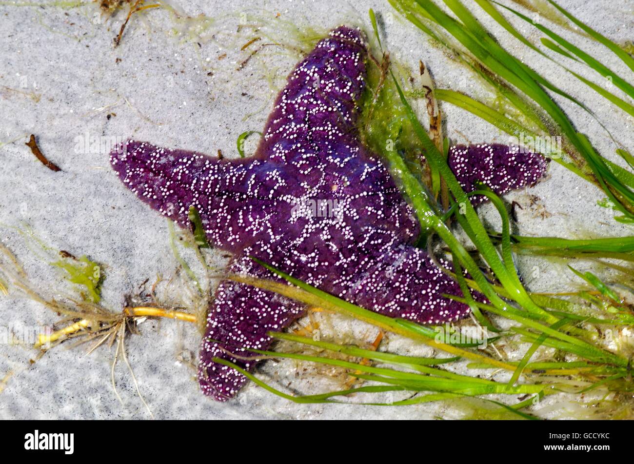 Étoile de mer pourpre close up sur le sable entouré par la zostère marine sur Cortes Island, British Columbia, Canada Banque D'Images