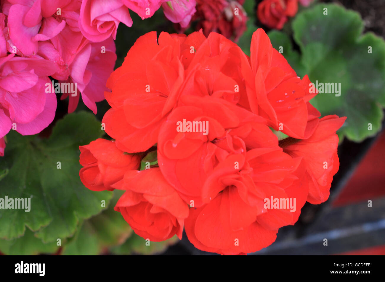 Rouge et Rose pelargonium Banque D'Images
