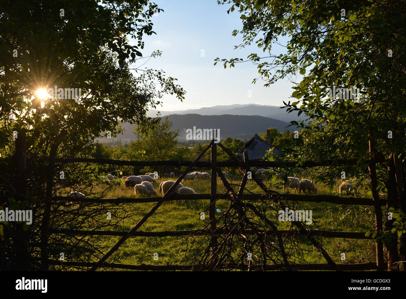 Coucher du soleil au-dessus d'un troupeau de moutons. Banque D'Images