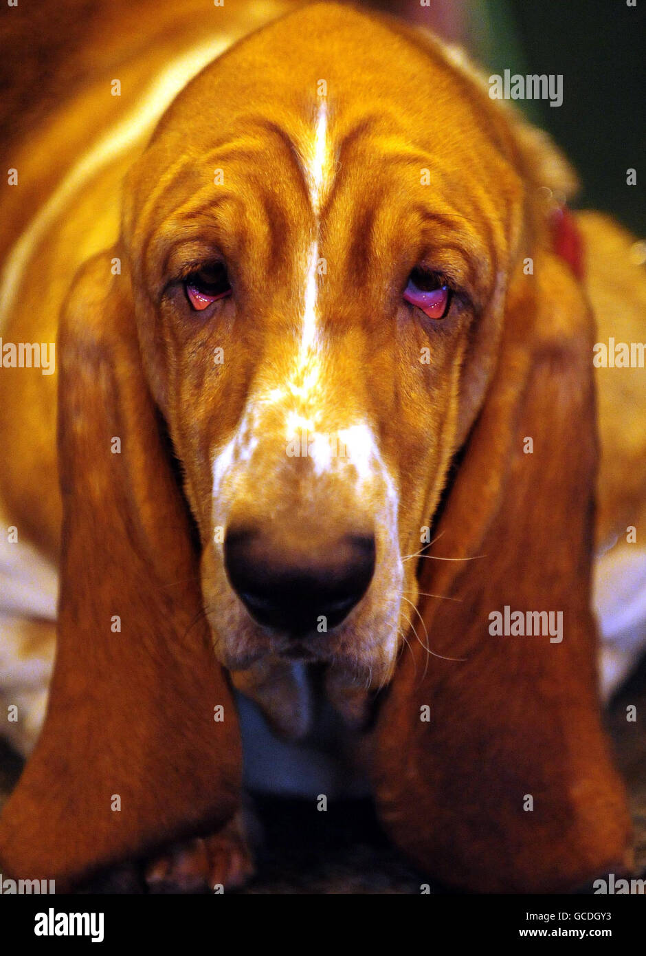 Crufts 2010.A Basset Hound at Crufts, NEC, Birmingham. Banque D'Images