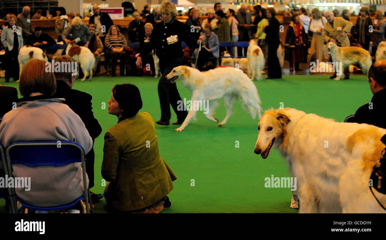 Crufts 2010.Un chien Borzoï dans la foule lors du jugement de la race Borzoï à Crufts, NEC, Birmingham. Banque D'Images