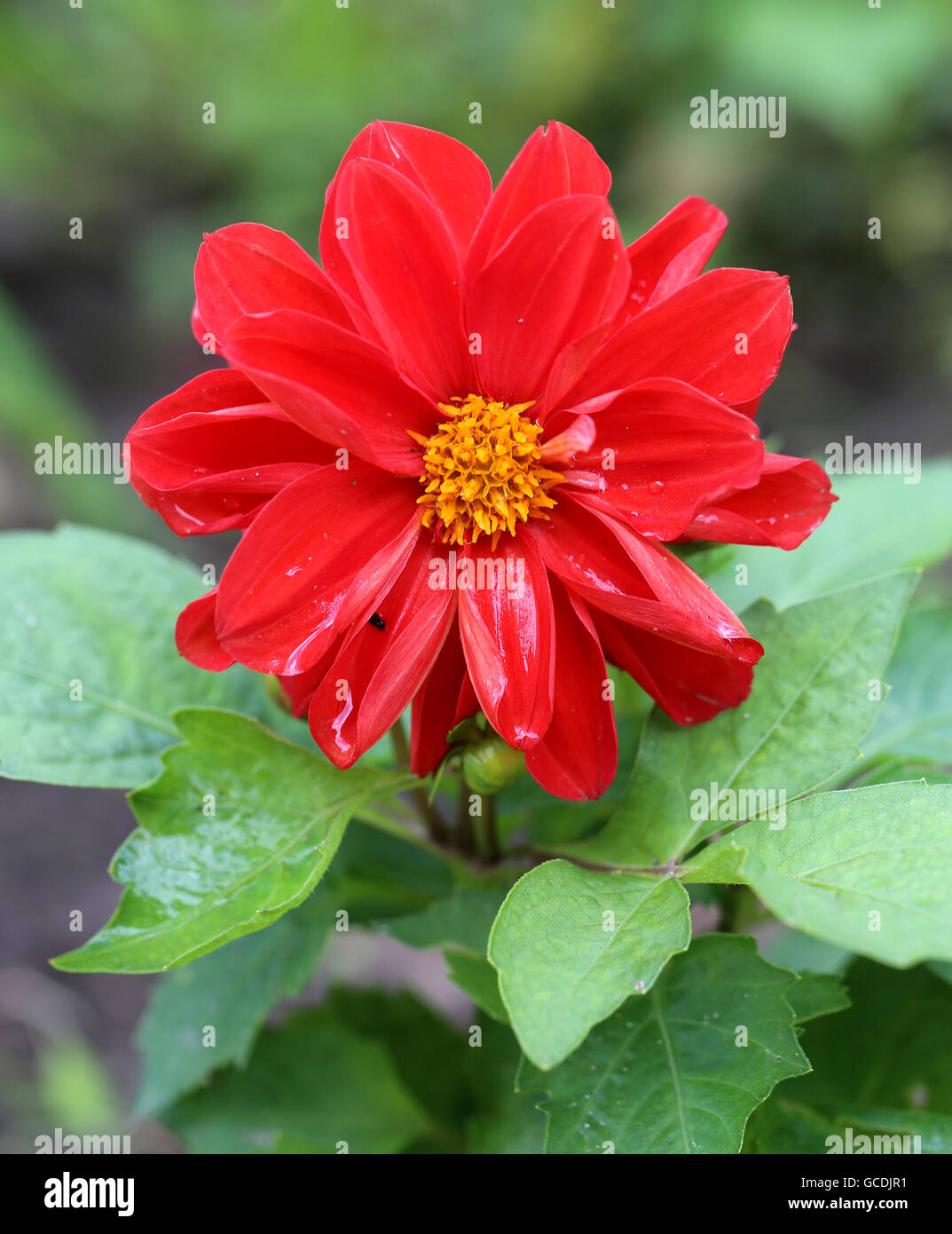De belles fleurs dahlias photographié in close up Banque D'Images