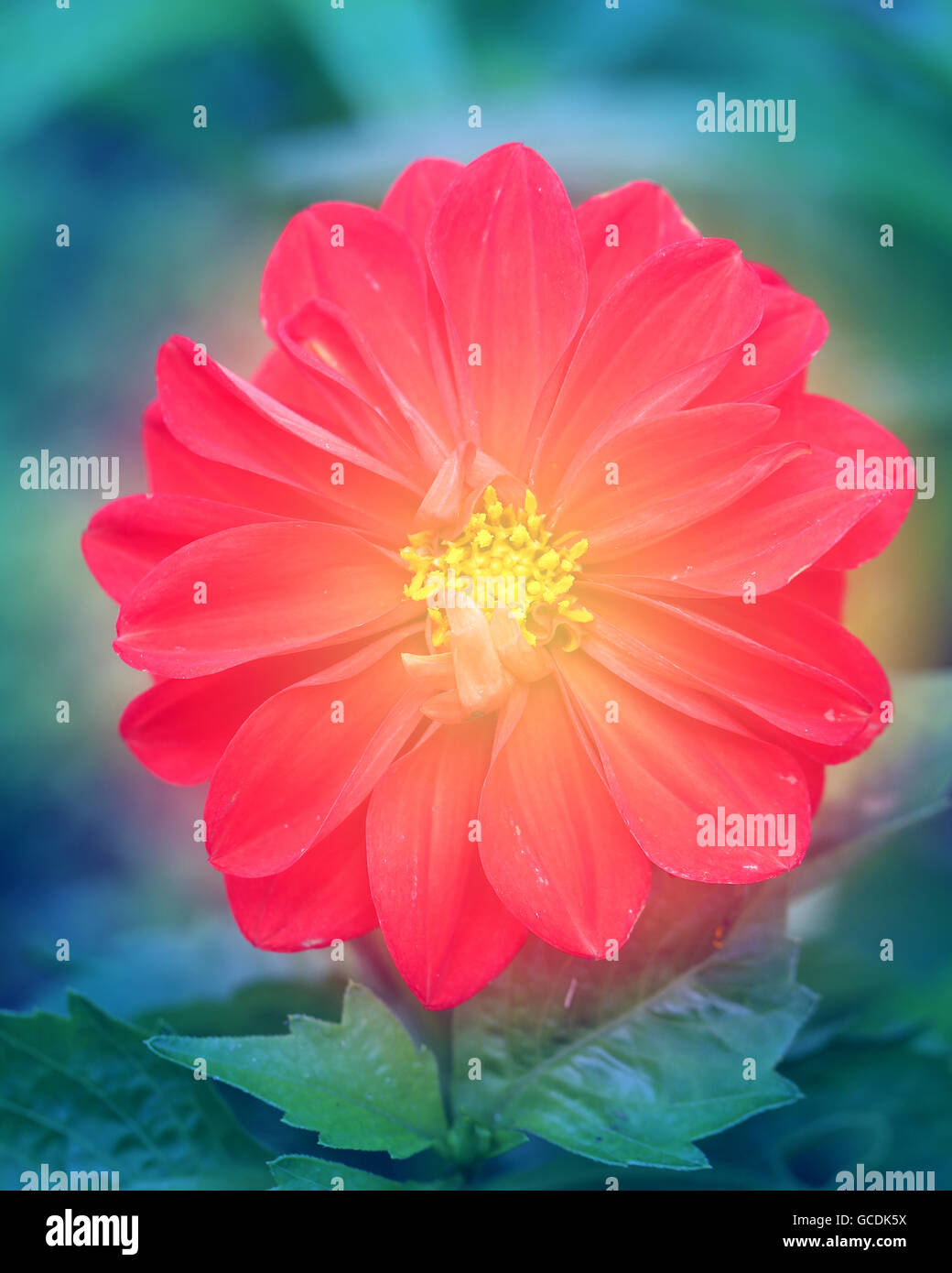 De belles fleurs dahlias photographié in close up Banque D'Images