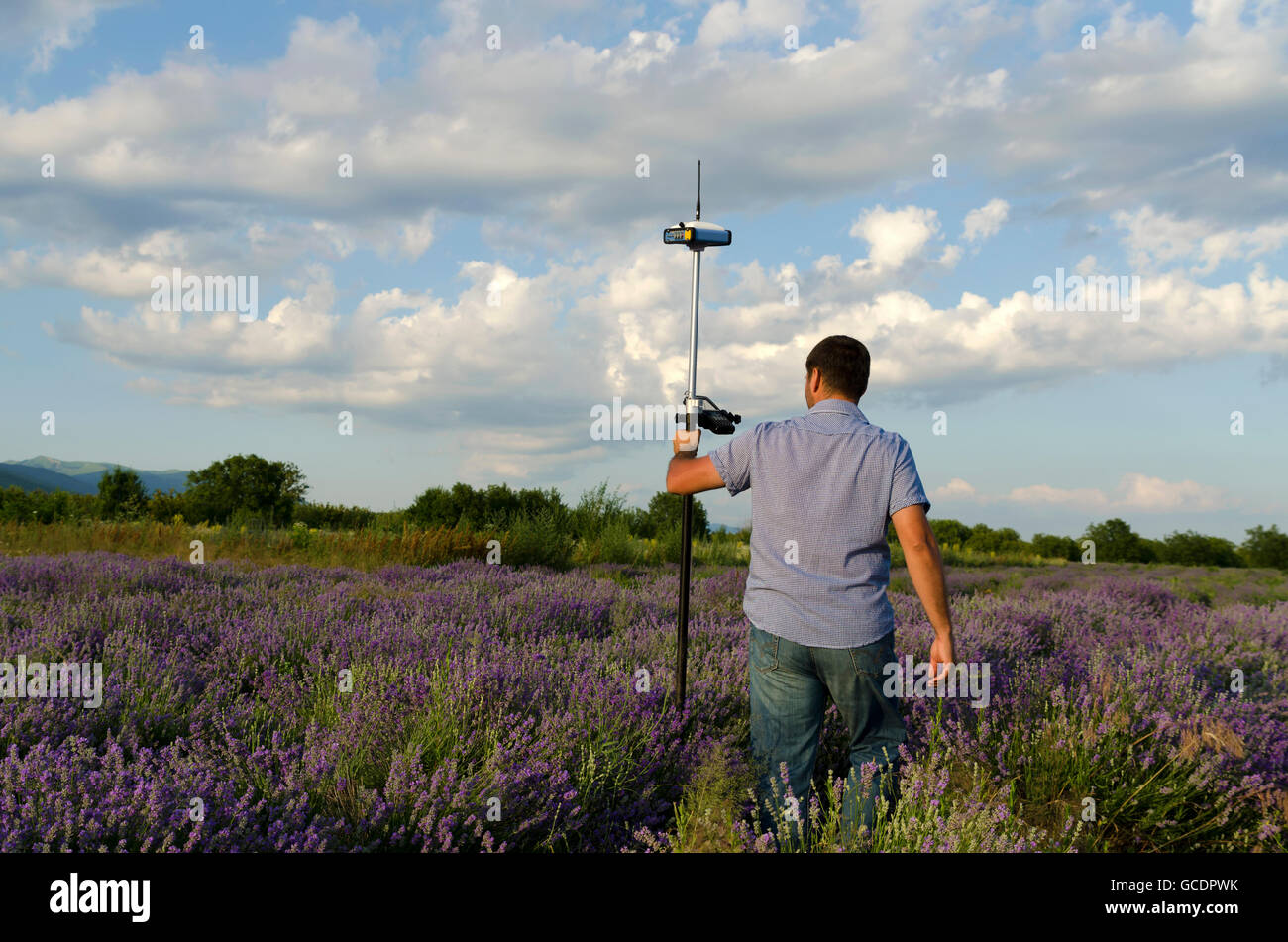 Surveyor marcher dans un champ de lavande Banque D'Images