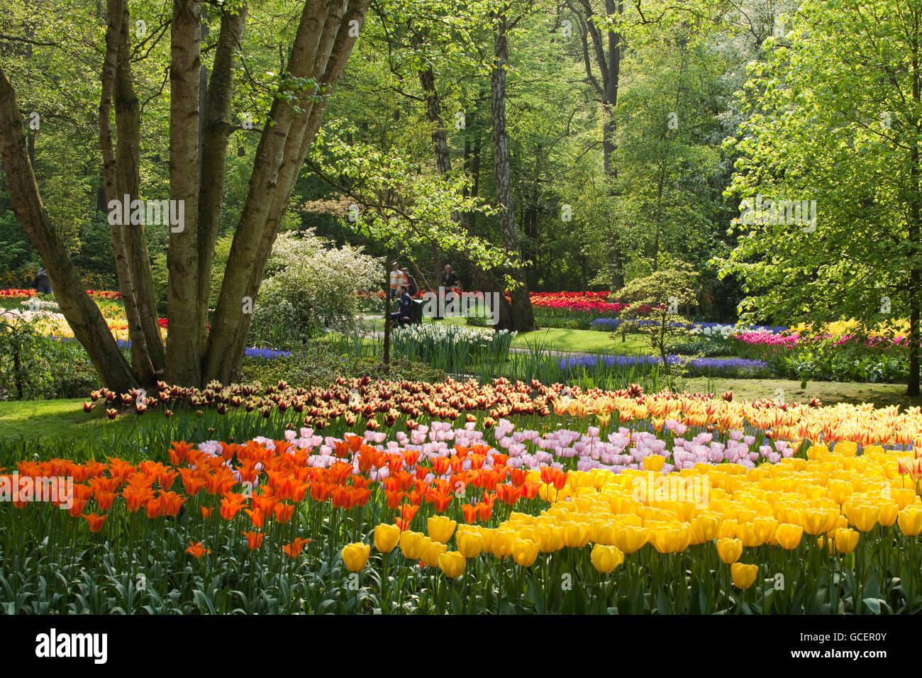 Flower show annuel avec la plupart du temps des tulipes, jardin de fleurs Keukenhof, lisse, North Holland province, Pays-Bas, Europe Banque D'Images