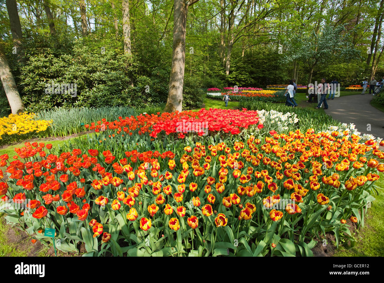 Flower show annuel avec la plupart du temps des tulipes, jardin de fleurs Keukenhof, lisse, North Holland province, Pays-Bas, Europe Banque D'Images