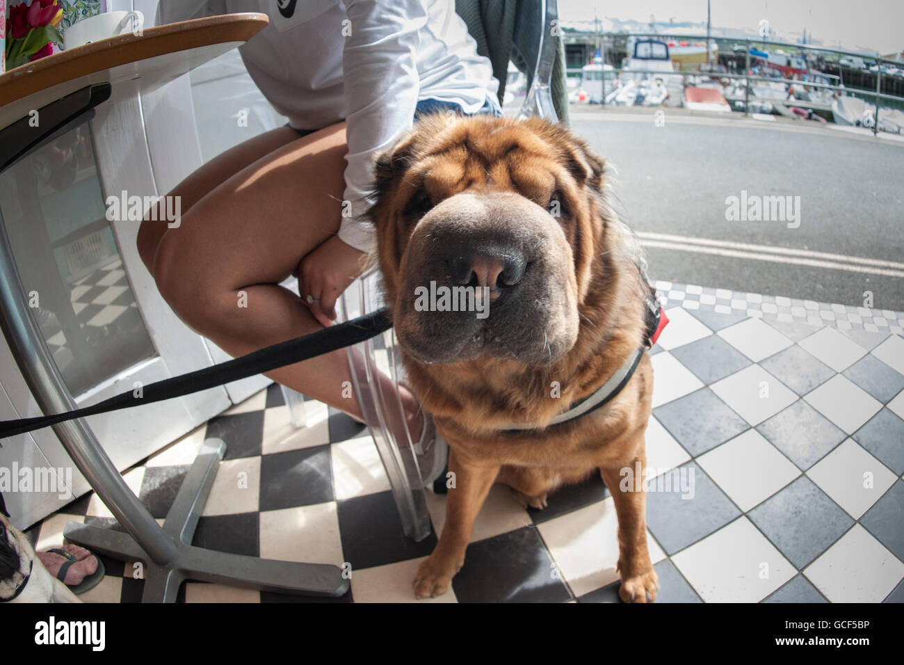 Un chien Shar Pei chinois Banque D'Images