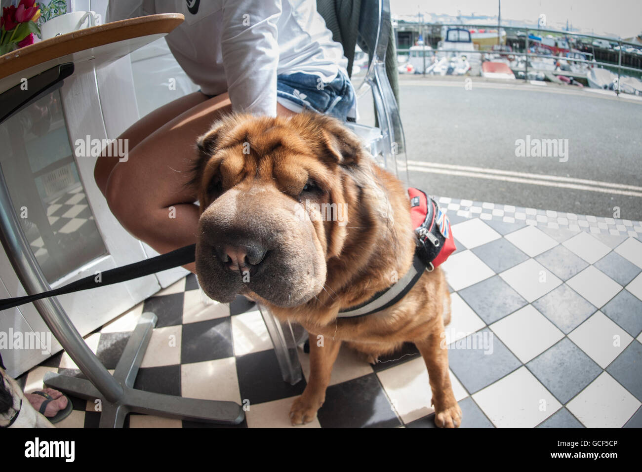 Un chien Shar Pei chinois Banque D'Images