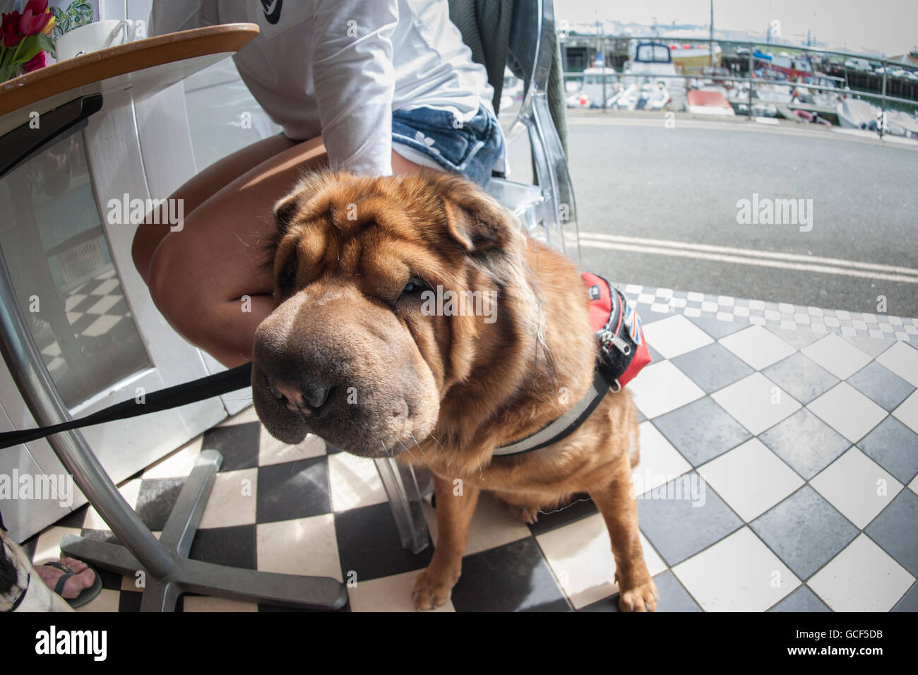 Un chien Shar Pei chinois Banque D'Images