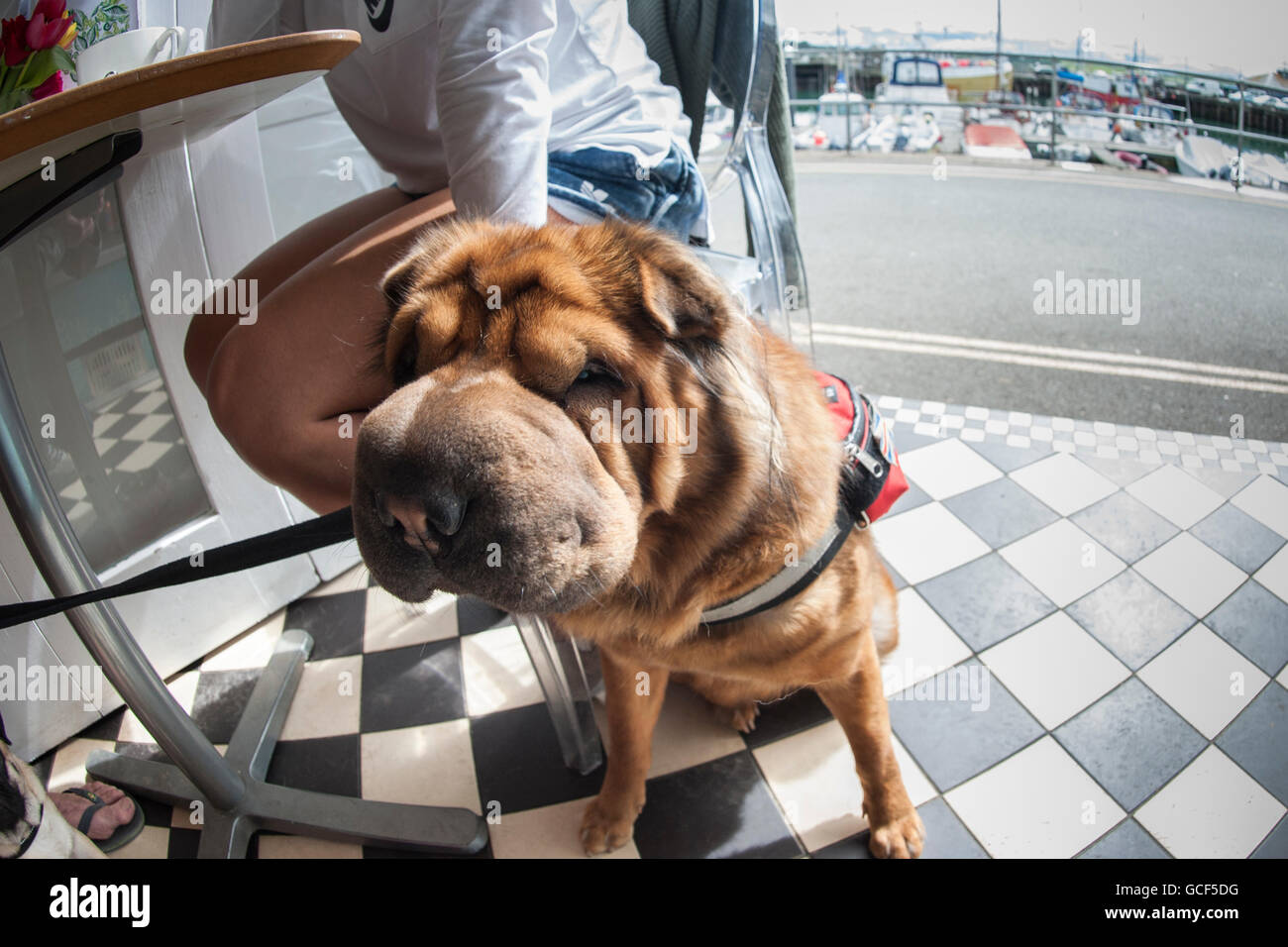 Un chien Shar Pei chinois Banque D'Images