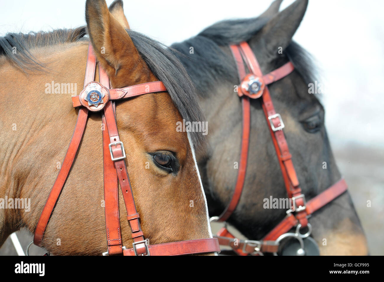4 Images 1 Mot Cheval Eglise Chevaux de parade Banque de photographies et d'images à haute résolution -  Alamy