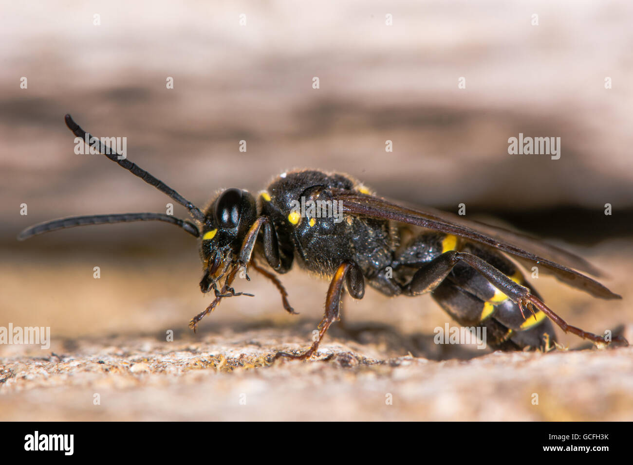 Digger wasp (Argogorytes mystaceus) de lissage. Insecte noir et jaune dans la famille Crabronidae, nettoyer les pattes de devant avec la bouche Banque D'Images