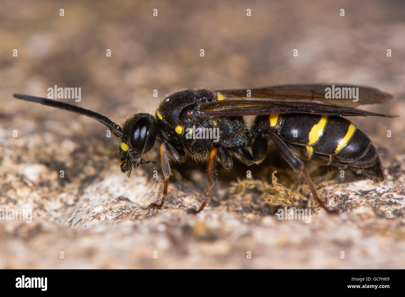 Digger wasp (Argogorytes mystaceus). Insecte noir et jaune dans la famille Crabronidae Banque D'Images