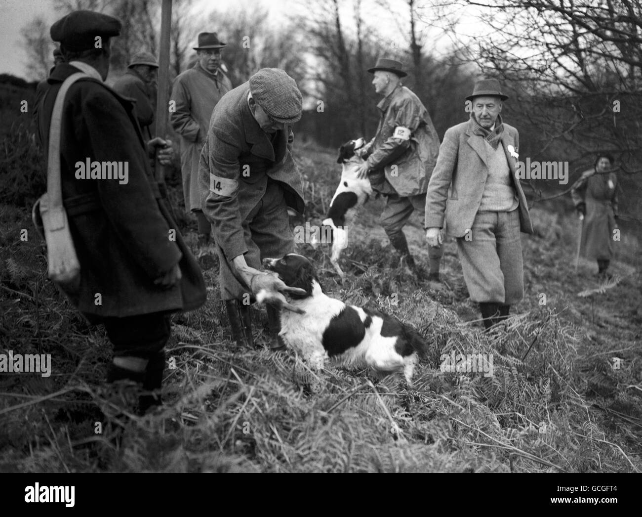 Les épreuves de terrain des Championnats du Club Kennel pour les Espagnols, Walcot Hall, Lydbury North, Shropshire.M. J Kents linge de Chryshall, qui récupère un lapin Banque D'Images