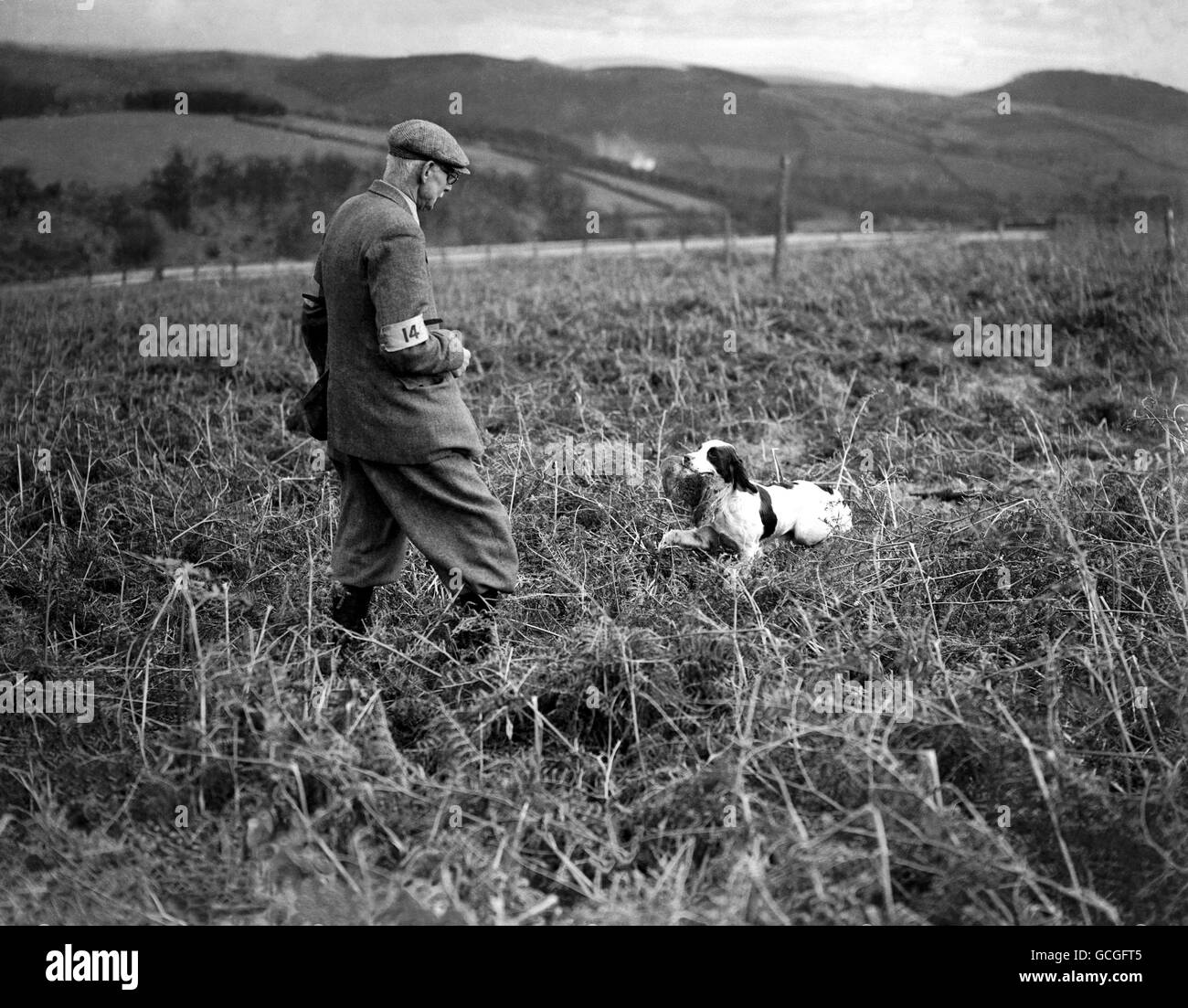 Le Kennel Club Championnats 20 essais sur le terrain pour Spaniels, Walcot Hall, Lydbury North, Shropshire. Banque D'Images