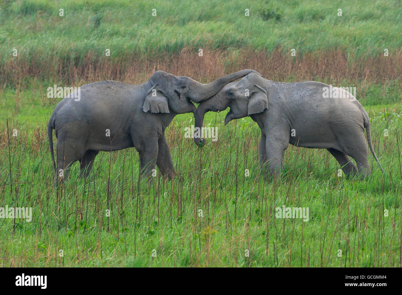 Sous-éléphants adultes jouer-combats : photographié dans le parc national de Kaziranga (Inde) Banque D'Images