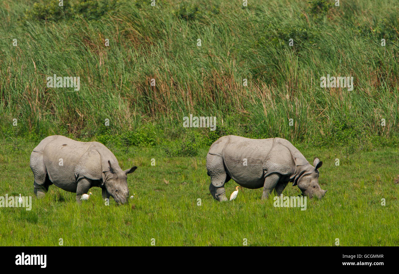 Rhino One-Horned - photographié dans le parc national de Kaziranga (Inde) Banque D'Images