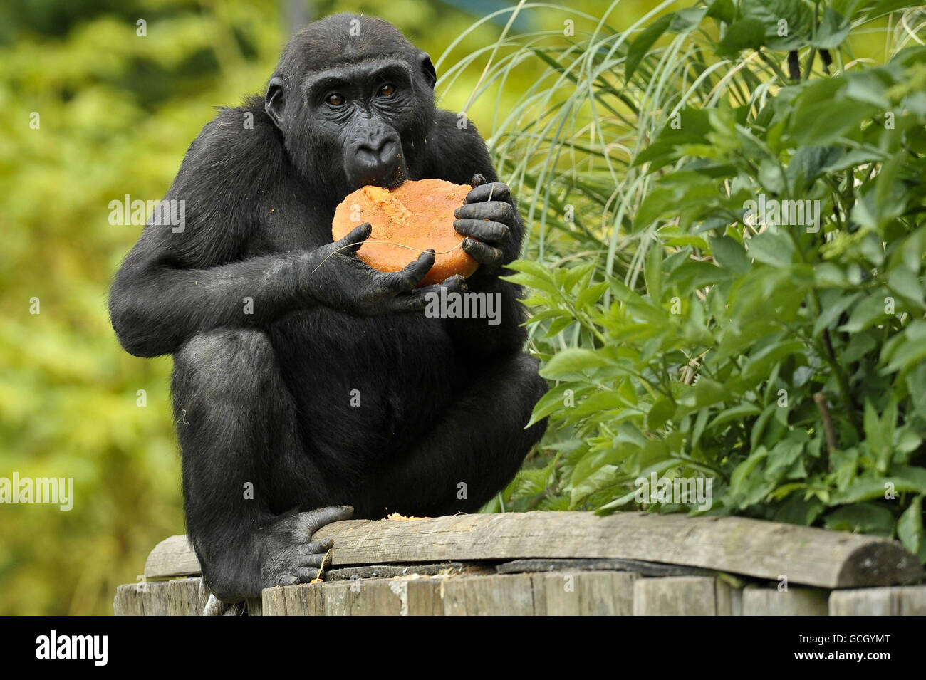 Le gorille Komale, vieux de trois ans et des basses terres de l'ouest, bénéficie d'un soin glacé qui lui est offert par les gardiens des jardins du zoo de Bristol par temps chaud. Banque D'Images