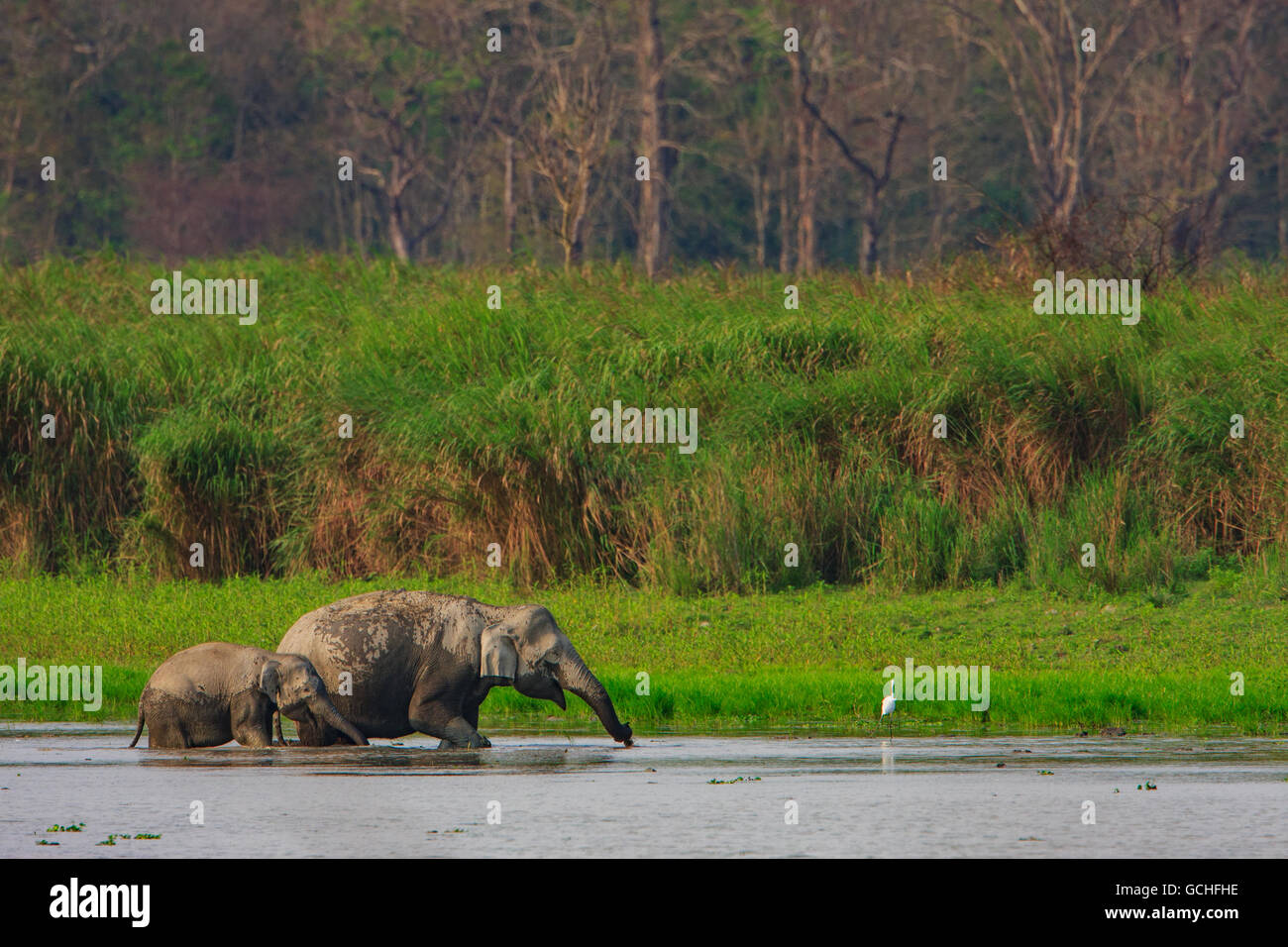 Mère et bébé éléphant de vous rafraîchir dans l'eau : image prise dans le parc national de Kaziranga Inde) Banque D'Images